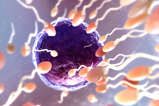 Spermiologie